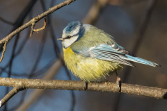 Åke