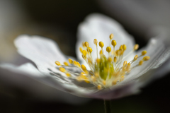 Marie-Makro-1
