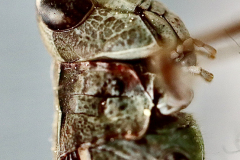 Mats-macro
