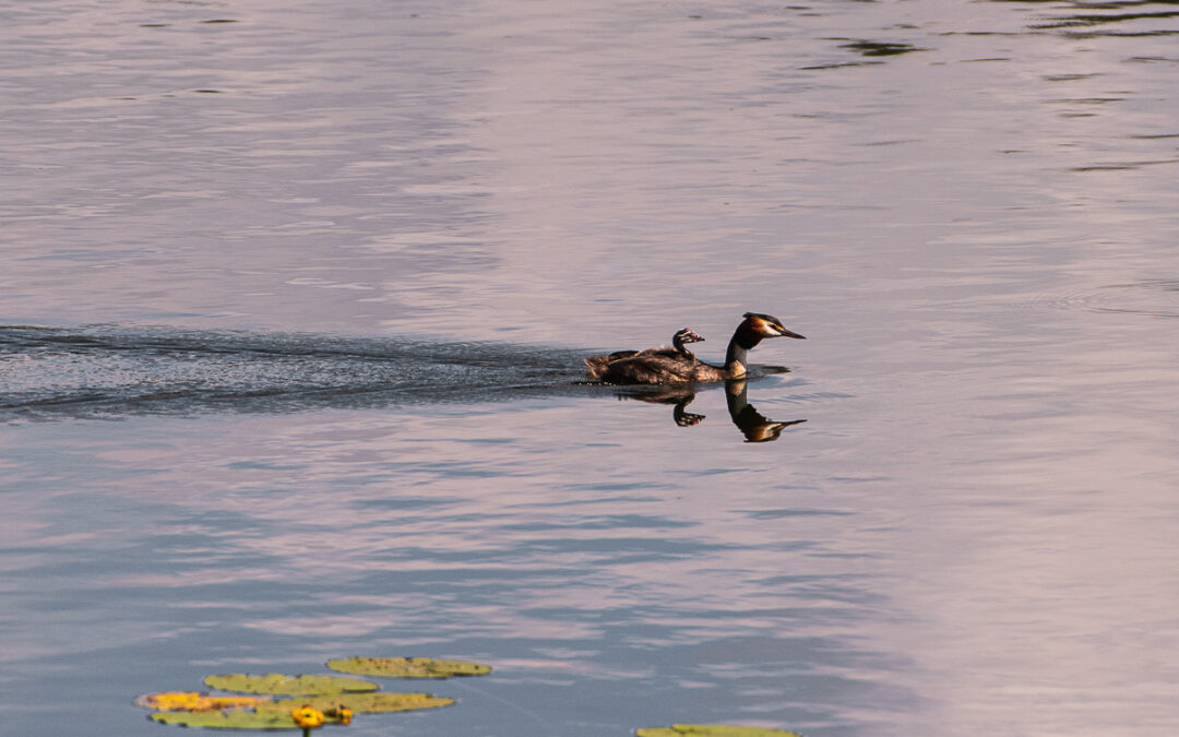 Fotoklubbens vardagslediga promenad på Djurgården