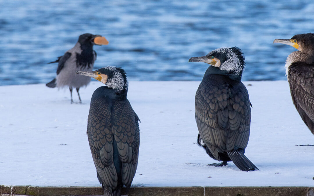RSIFFOTO Månadsträff 20 mars