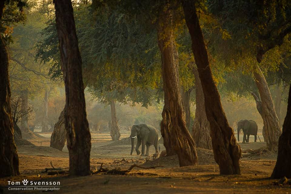 117663115_10157410521872918_5584747760059435747_n