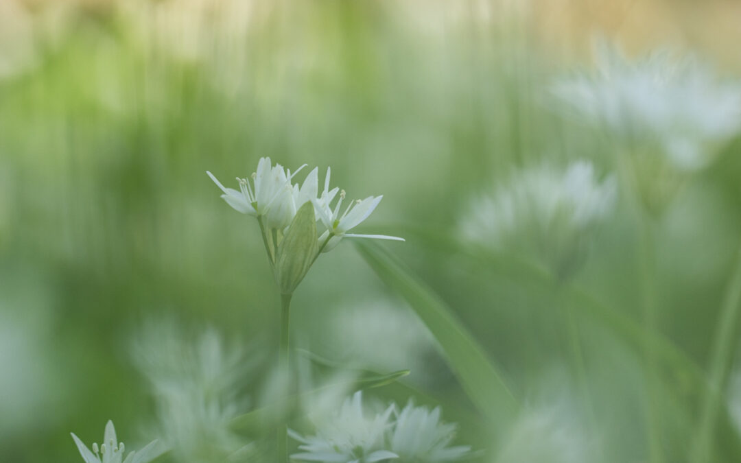 Fotoföreläsning KolarLotta + Månadsträff April
