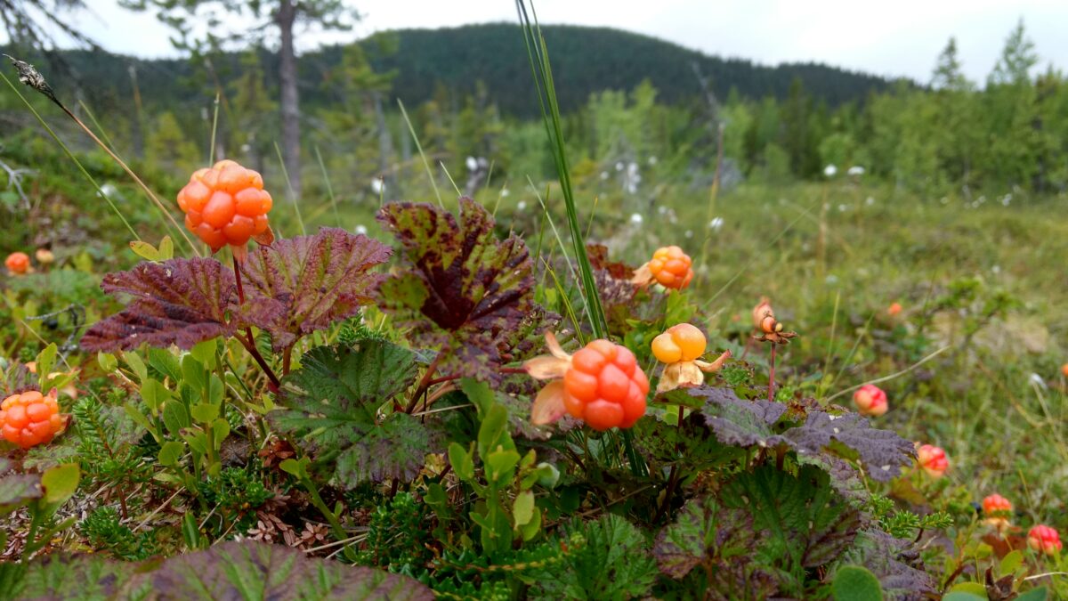 Hjortronmyri tärnafjällen